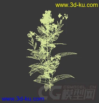 开花的林生烟草模型的图片