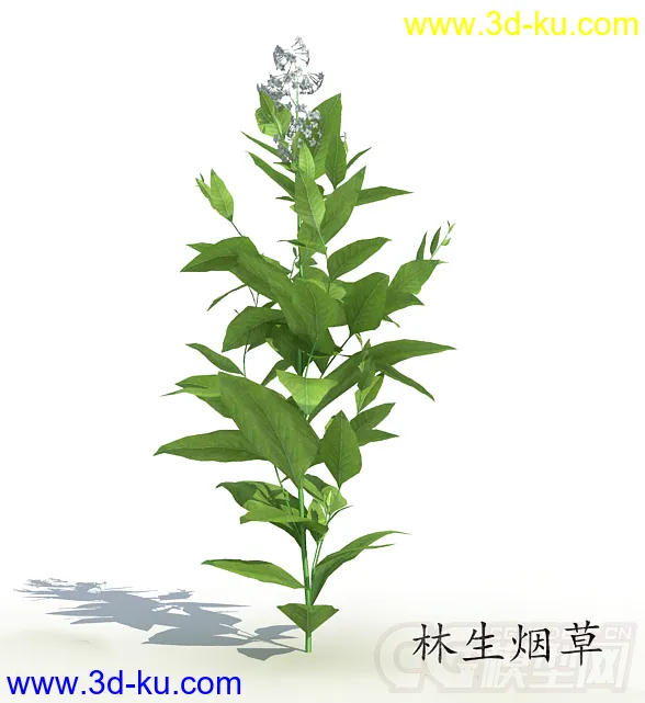 花蕾期的林生烟草模型的图片1