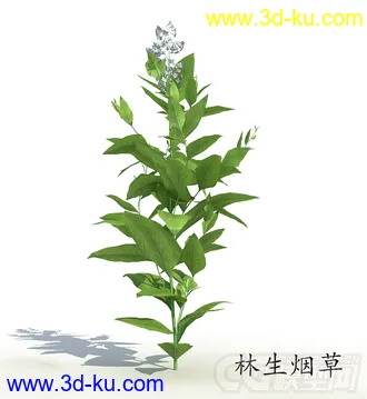 花蕾期的林生烟草模型的图片