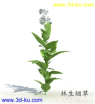 花苞期的林生烟草模型的图片
