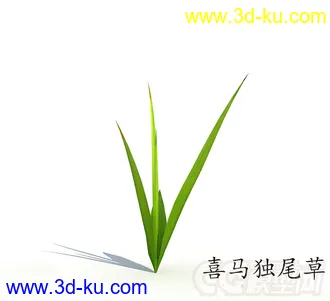 幼苗期的喜马独尾草模型的图片