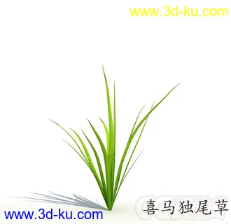 开始长叶的喜马独尾草模型的图片