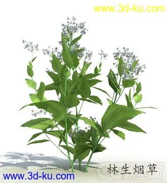 两株开了花的林生烟草模型的图片