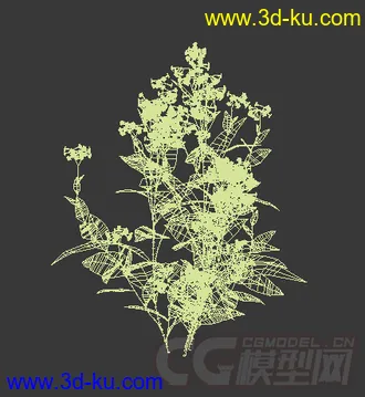 两株开了花的林生烟草模型的图片
