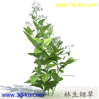 四株林生烟草模型的图片