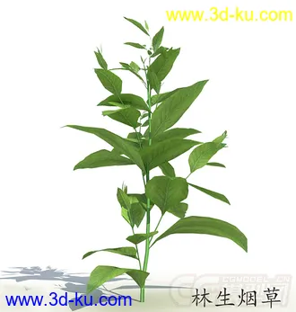 成长中的林生烟草模型的图片