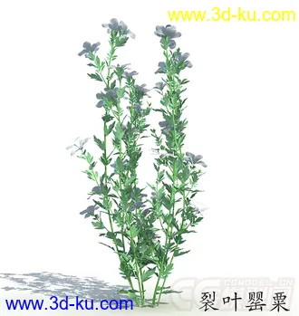 四株开了花的裂叶罂粟模型的图片