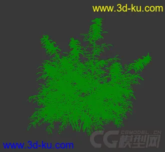长着白色小花苞的假升麻模型的图片