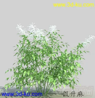 长着白色小花苞的假升麻模型的图片
