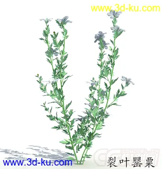 开着花苞的裂叶罂粟模型的图片