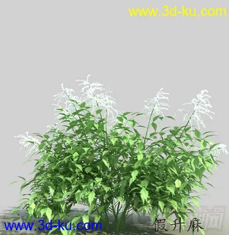 开花的假升麻模型的图片