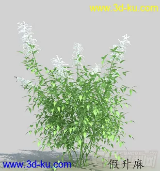 花蕾期的假升麻模型的图片