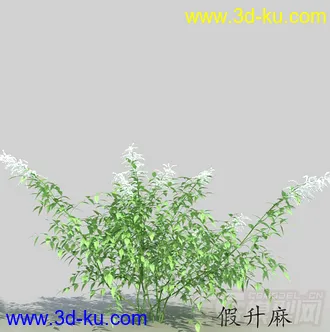 长叶长苞的假升麻模型的图片