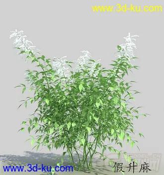 逐渐成长的假升麻模型的图片