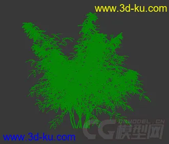 逐渐成长的假升麻模型的图片