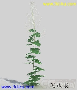 一株珊瑚羽模型的图片