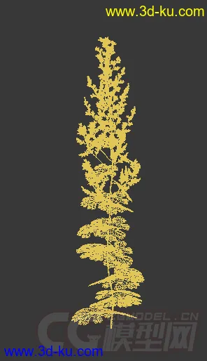 一株珊瑚羽模型的图片