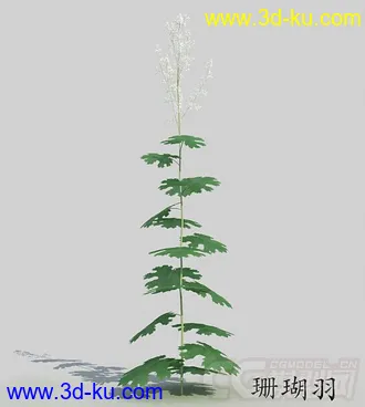 3D打印模型长叶长苞珊瑚羽的图片
