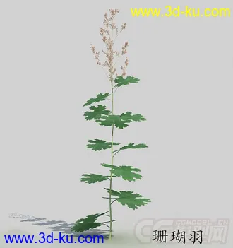 花蕾期的珊瑚羽模型的图片