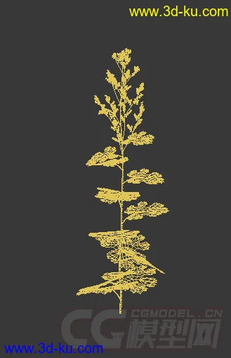 花蕾期的珊瑚羽模型的图片