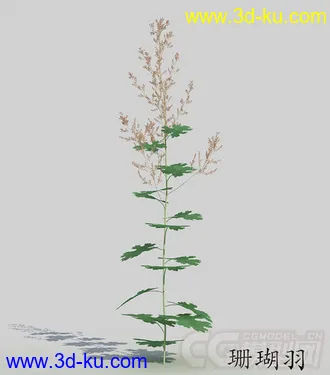 长叶期的珊瑚羽模型的图片
