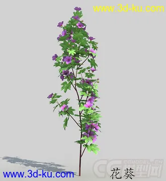 开花的花葵模型的图片