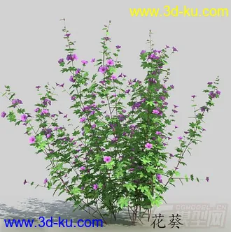 一丛花葵模型的图片