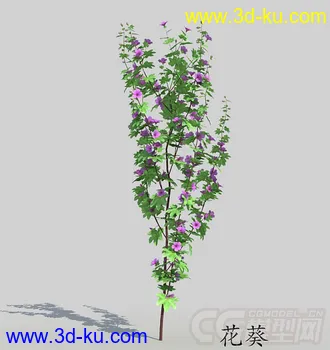 一株花葵模型的图片