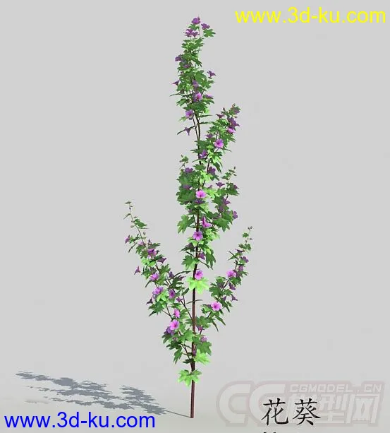 花苞期的花葵模型的图片1