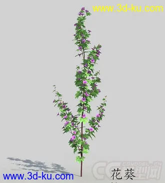 花苞期的花葵模型的图片