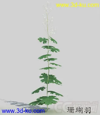 花蕾期的珊瑚羽模型的图片