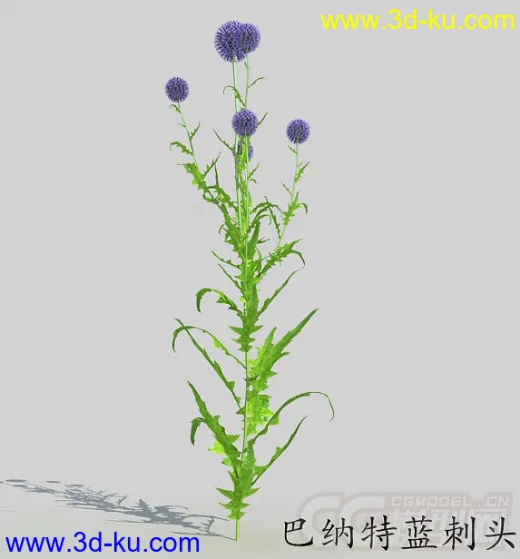 一株五个花朵的巴纳特蓝刺头模型的图片1