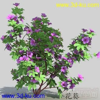 一棵茂盛的花葵模型的图片