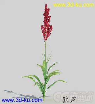 一株藜芦模型的图片