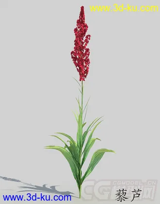 一株藜芦模型的图片