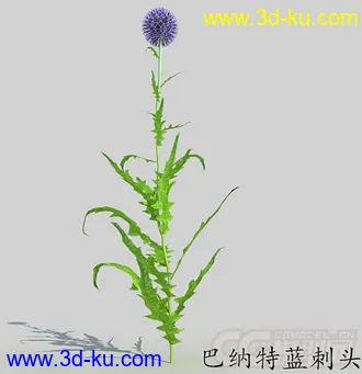 一株巴纳特蓝刺头花模型的图片