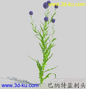 一株开满花的巴纳特蓝刺头花模型的图片