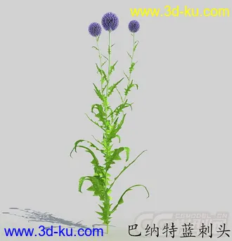 三朵花的巴纳特蓝刺头花模型的图片