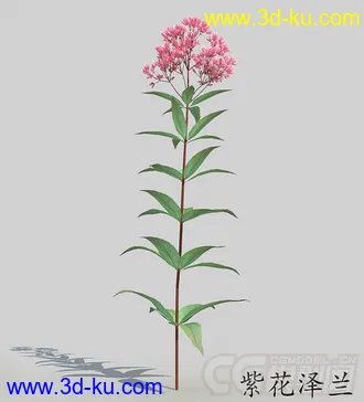 一株紫花泽兰模型的图片