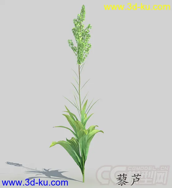 一株含苞待放的藜芦模型的图片1