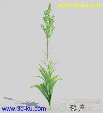 一株含苞待放的藜芦模型的图片