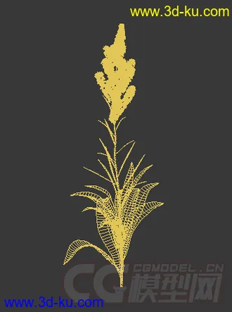 一株含苞待放的藜芦模型的图片