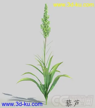 藜芦花骨朵模型的图片