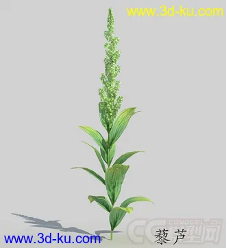 长叶中的藜芦模型的图片
