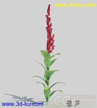 开着红色小花的藜芦模型的图片