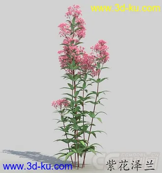 一簇紫花泽兰花模型的图片