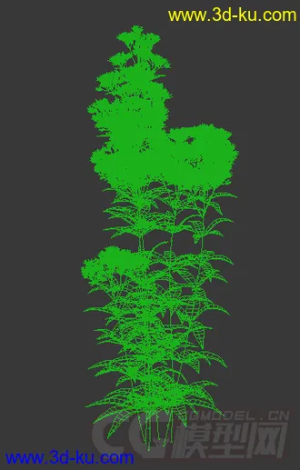 一簇紫花泽兰花模型的图片
