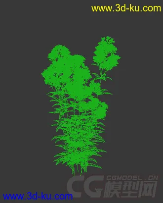 开满粉色小花的紫花泽兰模型的图片