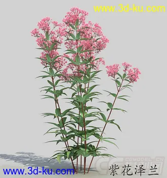 开满粉色小花的紫花泽兰模型的图片