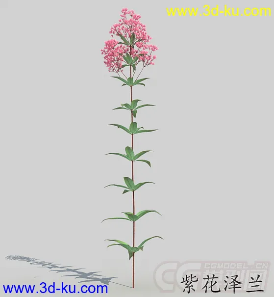 一株开满花的紫花泽兰模型的图片1